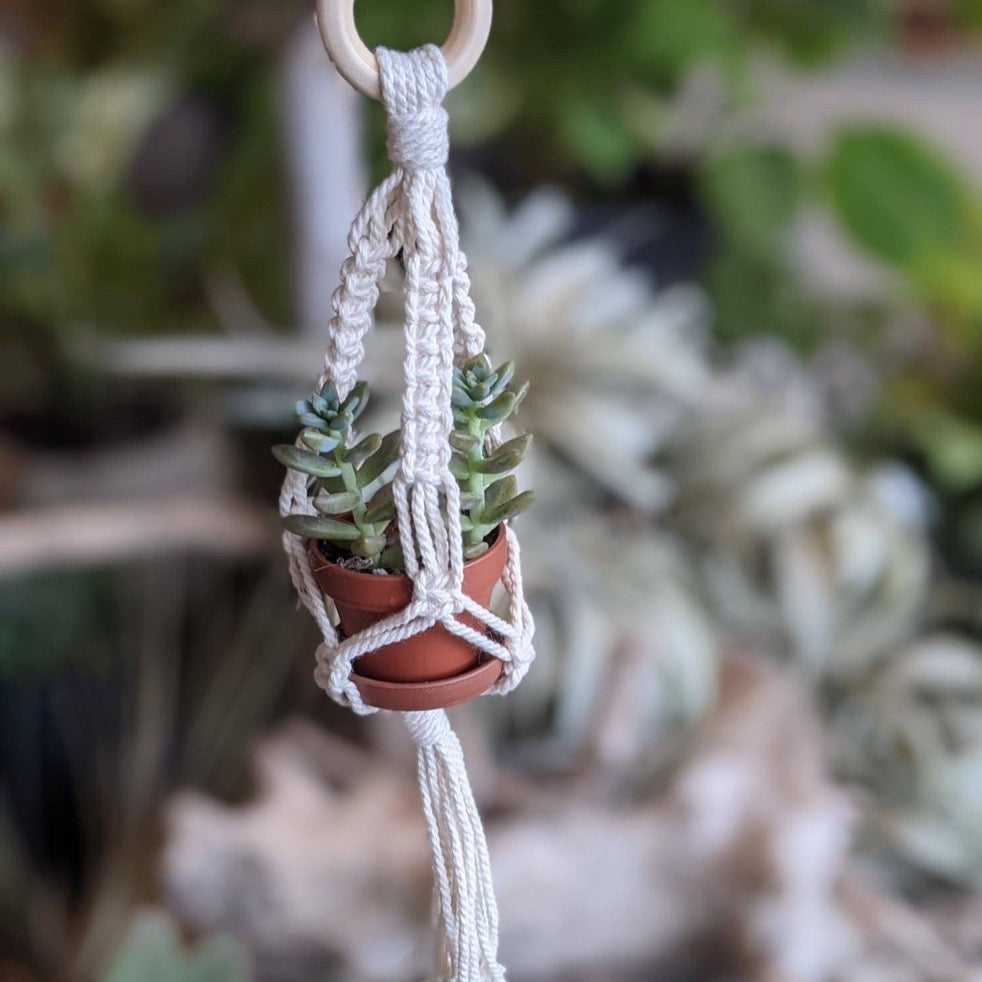 mini plant hanger diy Mini Macrame Plant Hanger - Fairy Pots