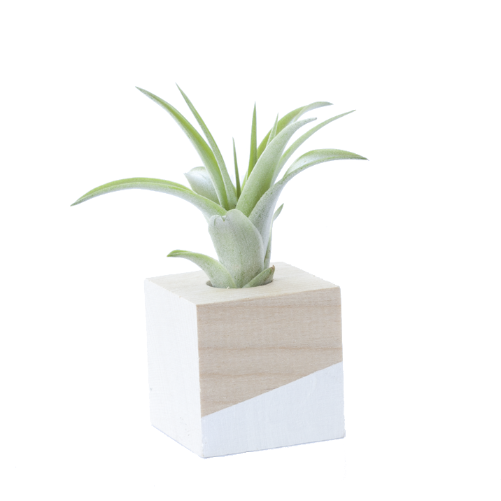 Cube Air Plant Magnet - Fancy That