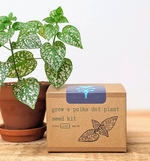 Grow a Polka Dot Plant Seed Kit - Fancy That
