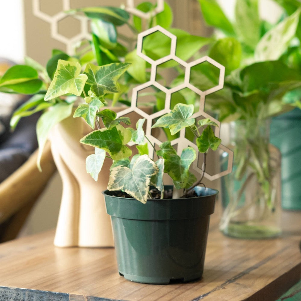 Honeycomb Plant Trellis - Fancy That